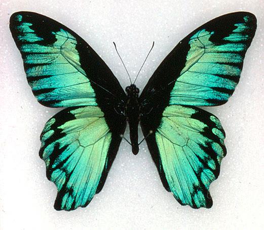Papilio chrapkowskoides (aberration) Internet Image property of respective owner, non-commercial use only